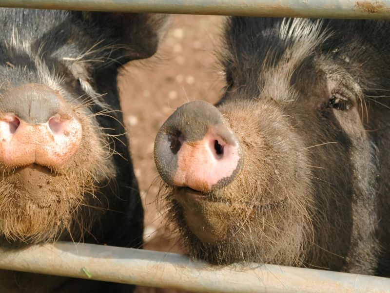 prosciutto toscano dop